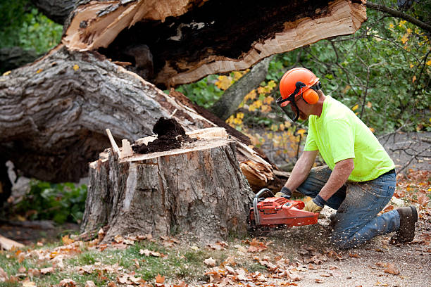 Best Tree Clearing Services  in Fairless Hills, PA